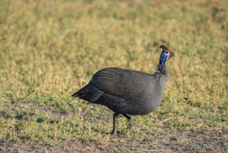 Helmet guinea fowl (Numida meleagris), Ihaha, Chobe National Park, Botswan