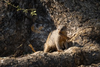 Zebra mangoose (Mungos mungo) looking for food, Ihaha, Chobe National Park, Botswana