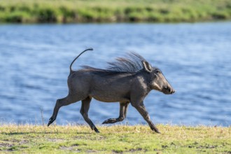 Warthog running, Ihaha, Chobe National Park, Botswana