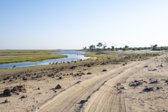 Road in Ihaha on Chobe River, Many Impalas, Chobe National Park, Botswana