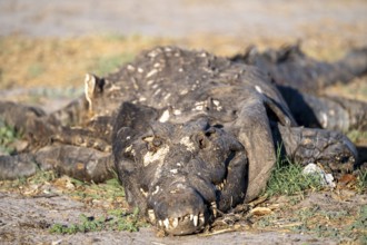 Dead crocodile animal carcass, Ihaha, Chobe National Park, Botswana