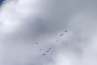 Cranes flying high up under clouds (Grus grus), Mecklenburg-Western Pomerania, Germany