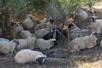 Black-headed sheep (Ovis gmelini aries) rest under bushes, Mecklenburg-Western Pomerania, Germany