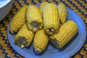 Sweet corn on the corn cob (Zea mays convar. saccharata) on a plate, Mecklenburg-Western Pomerania,