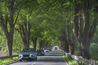 Lindenallee (Tilia) on the B4, Rehna, Mecklenburg-Western Pomerania