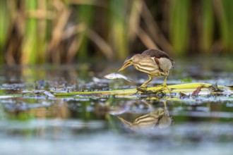 Little Bittern (Ixobrychus minutus), in reeds, with fish in its beak, Race, Slovenia