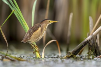 Little Bittern (Ixobrychus minutus) sitting on reed stalk, Race, Slovenia