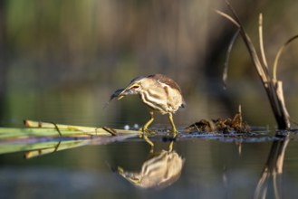 Little Bittern (Ixobrychus minutus), in water, with fish, with reflection, Race, Slovenia
