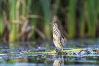 Little Bittern (Ixobrychus minutus), in reeds, Race, Slovenia