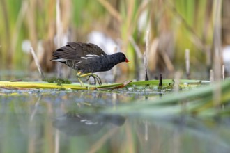 Pond grouse (Gallinula chloropus) .on the water, Race, Slovenia