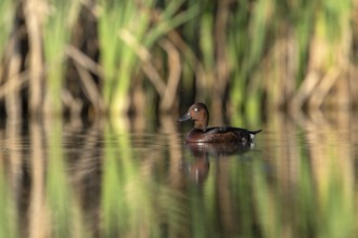 Moor duck (Agytha nyroca) swimming, Race, Slovenia
