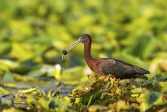 Brown sickle (Plagadis falcinellus), laterally on pond roses, with fluke in beak, Danube Delta,