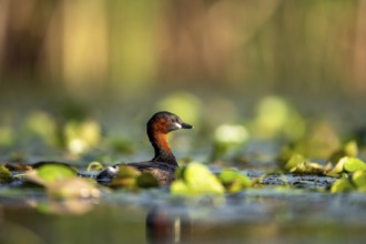 Little Grebe (Tachybaptus ruficollis), swimming, Race, Slovenia