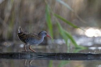 Water rail (Rallus aquaticus), on tree trunk in water, standing, Race, Slovenia