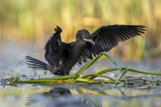 Pygmy Cormorant (Phalacrocorax pygmeus), landing on reeds, with open wings, Race, Slovenia