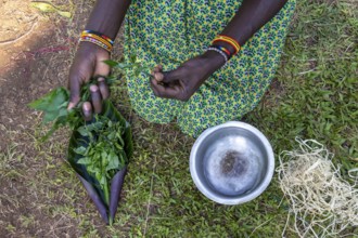 Local woman making traditional paint from leaves, near Fort Portal, Uganda