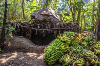 Banana ripening process, banana plantation, near Fort Portal, Uganda