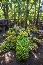 Banana ripening process, banana plantation, near Fort Portal, Uganda