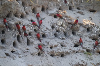 Breeding caves on the banks of the Kwando, Southern carmine bee-eater (Merops nubicoides),