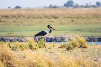 Saddle stork (Ephippiorhynchus senegalensis), Ihaha, Chobe National Park, Botswan