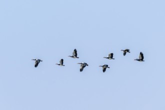 Spur goose (Plectropterus gambensis) in flight, Zambezi region, Caprivi Strip, Namibia