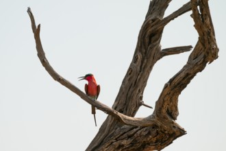 Southern carmine bee-eater (Merops nubicoides), bee-eater on a dead tree against a blue sky,