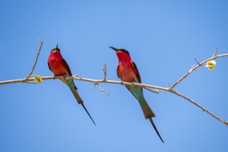 Two animals, Southern carmine bee-eater (Merops nubicoides), bee-eater sitting on branch, Okavango