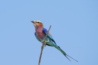 lilac-breasted roller (Coracias caudatus) sits on a branch in front of a blue sky, Moremi Game