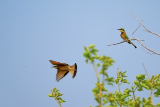 Little Bee-eater (Merops pusillus) in flight, bineater, Moremi Game Reserve, Botswana