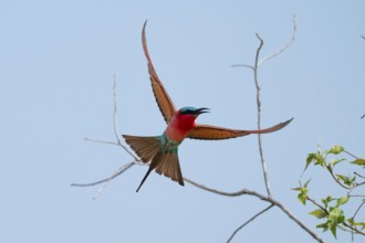 Southern carmine bee-eater (Merops nubicoides), bee-eaters flying against a blue sky, Okavango