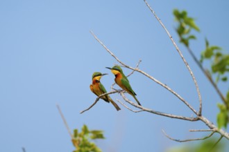 Dwarf Beeter (Merops pusillus), Bin-eater, Moremi Game Reserve, Botswana