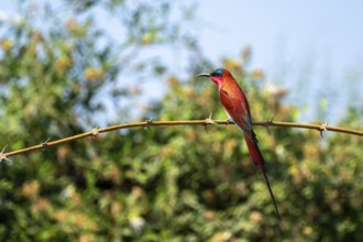 Scarlet fox (Merops nubicoides), bee-eater sitting on branch, Okavango Delta, Moremi Game Reserve,