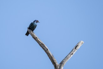 Greentail starling (Lamprotornis chalybaeus), Savuti, Chobe National Park National Park, Botswana