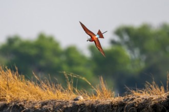 Scarlet bee (Merops nubicoides), bee-eater flying with prey, Kwando River, Zambezi region, Caprivi