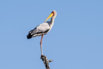 Very Hungry (Mycteria ibis), Ihaha, Chobe National Park, Botswan