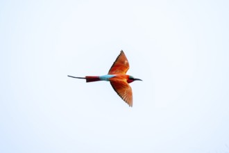 Scarlet bee (Merops nubicoides), bee-eater in flight, Kwando River, Zambezi region, Caprivi Strip,