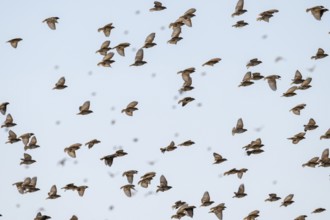 Swarm of sparrows in flight, Savuti, Chobe National Park, Botswana