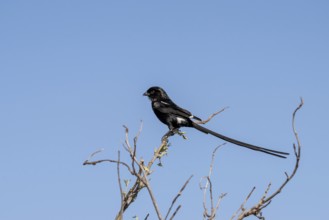 Magpie Shrike (Lanius melanoleucus), Savuti, Chobe National Park National Park, Botswana