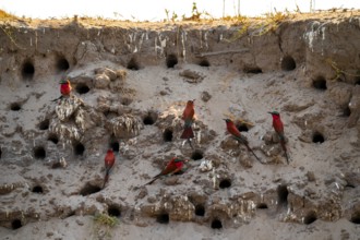 Breeding caves on the banks of the Kwando, Southern carmine bee-eater (Merops nubicoides),