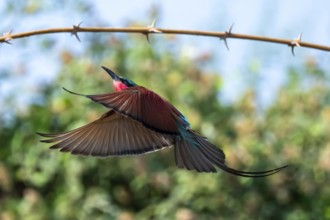 Southern carmine bee-eater (Merops nubicoides), bee-eater lands on branch, Okavango Delta, Moremi