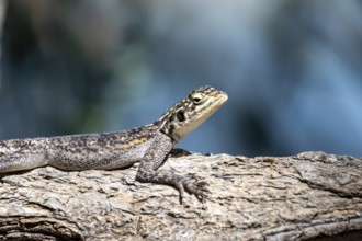 Female Siedleragame (Agama Agama), Epupa, Namibia