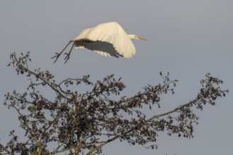 Great Egret (Ardea alba), flying, Emsland, Lower Saxony, Germany