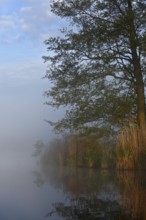 A single tree on a foggy lake in the morning light with peaceful scenery, Peenetal nature park