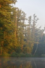 Trees in forest in foggy morning light with warm rays of sunshine, Peenetal nature park Park,