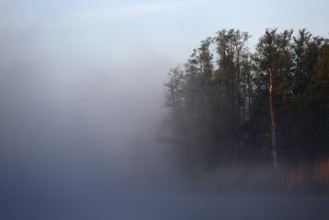 Misty landscape with trees at dusk, Peenetal nature park Park, Mecklenburg-Western Pomerania,