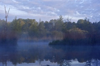 Early morning on a foggy lake with trees, Peenetal nature park Park, Mecklenburg-Western Pomerania,
