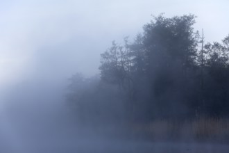 Thick fog almost obscures the trees on the lake shore, Peenetal nature park Park,
