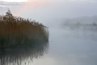 Gentle fog on the lake with reeds in the foreground, subdued light, Peenetal nature park Park,