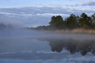 Fog sweeps across a calm lake with trees and reeds in the morning, Peenetal nature park Park,