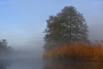 Foggy morning at the lake, grasses and trees work in the light show, Peenetal nature park Park,